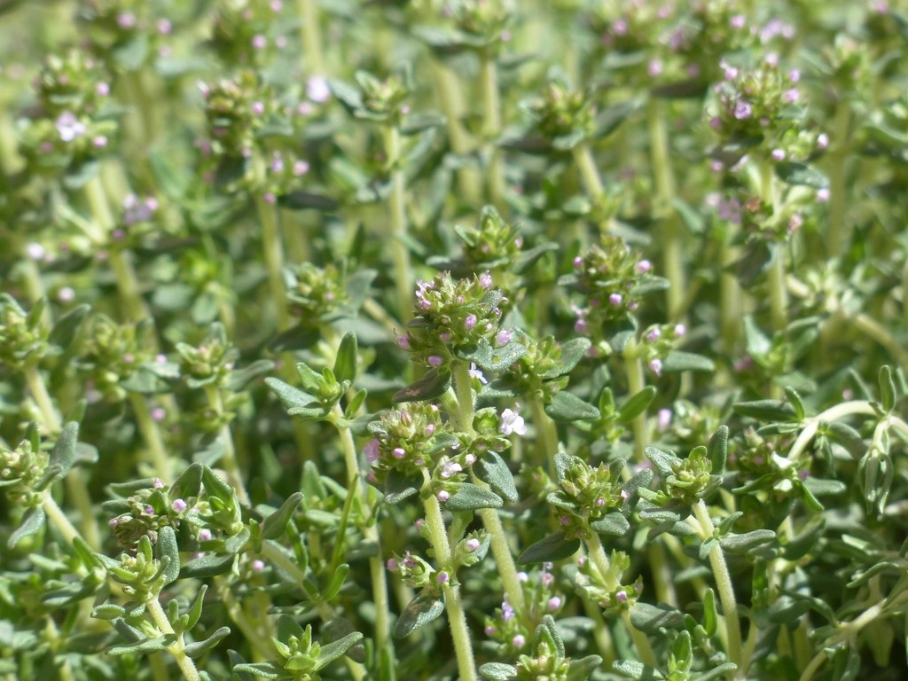 Thyme plant