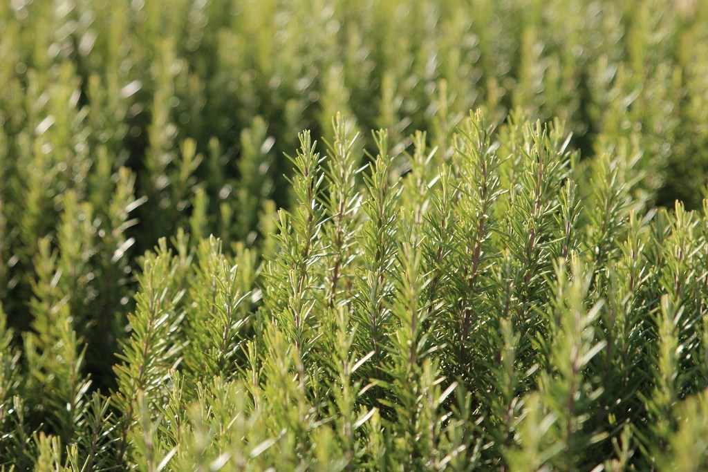 Rosemary plant