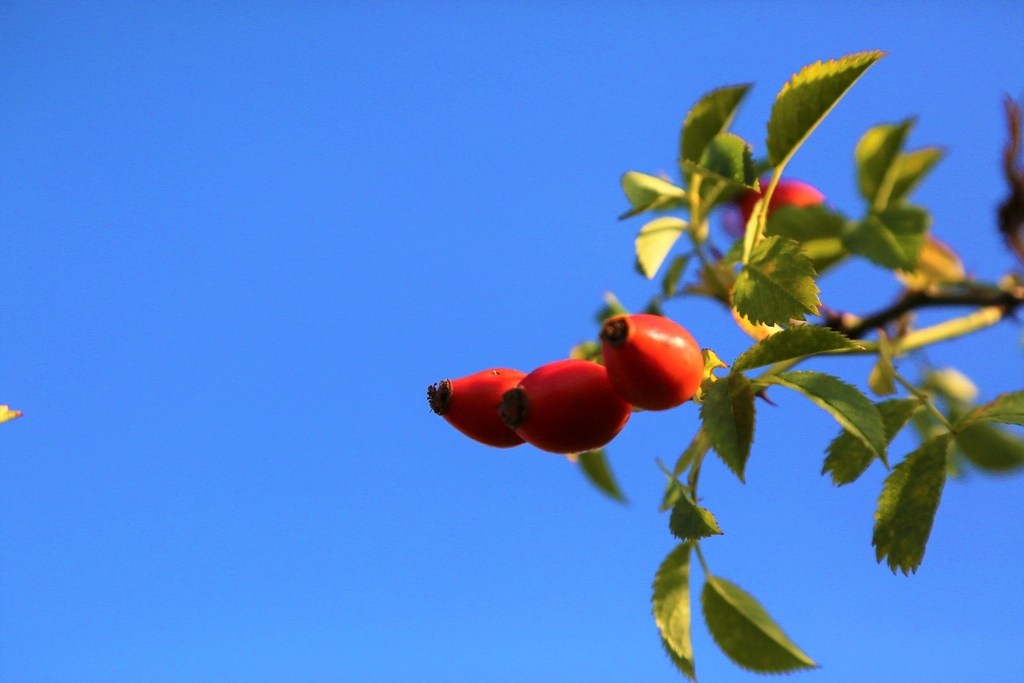 Goji Berry plant