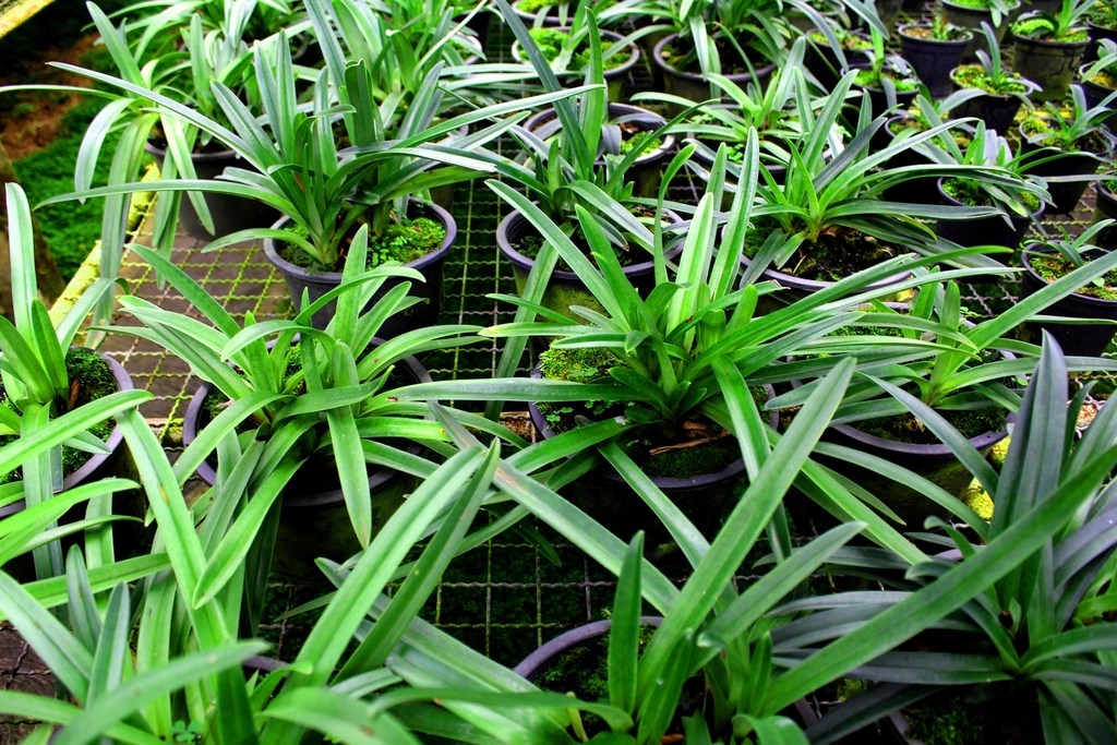 Lemongrass plant