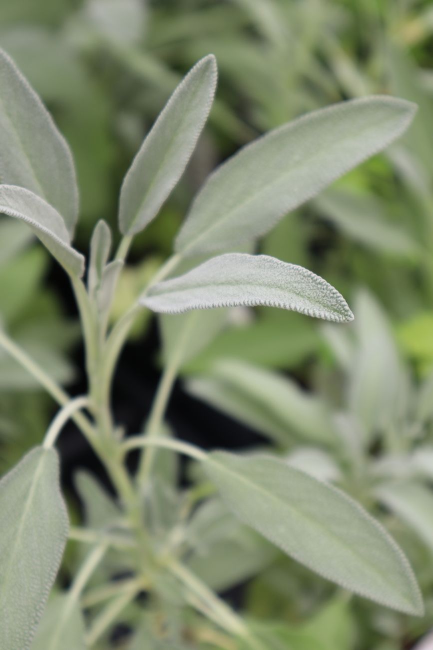 White Sage plant