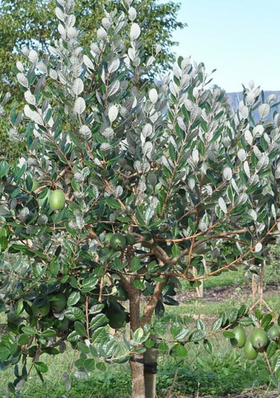 Feijoa tree