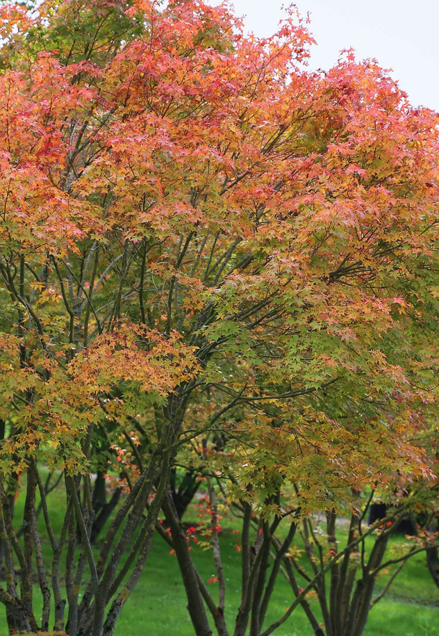 Japanese Maple tree