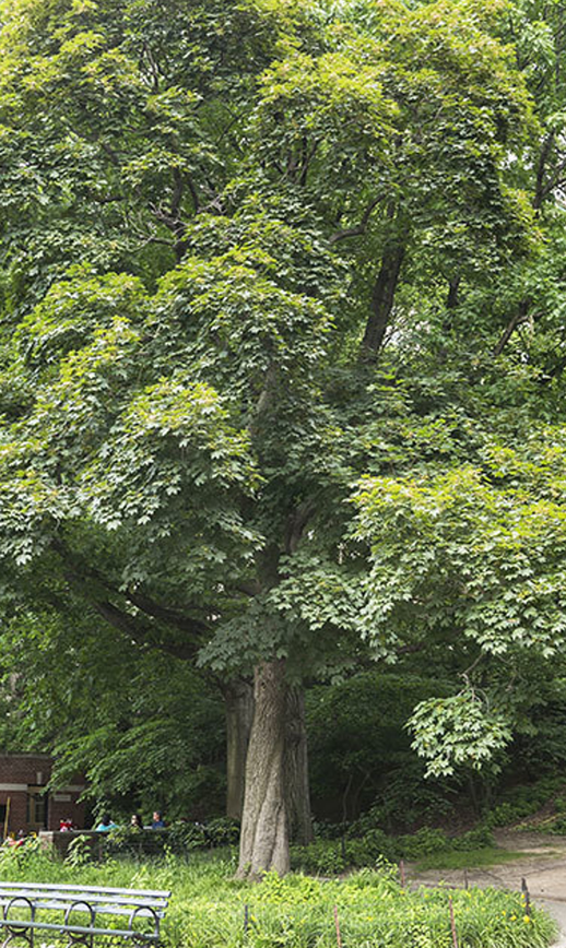 Norway Maple tree
