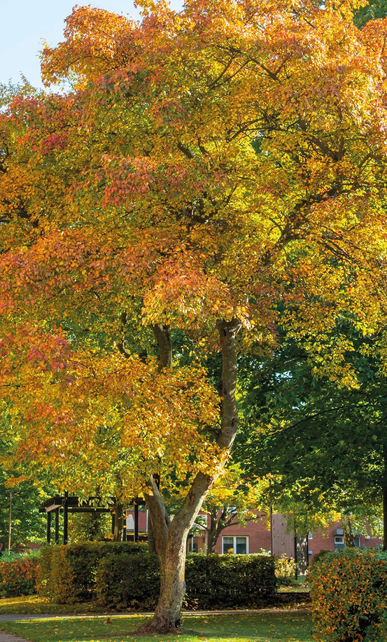 Tartarian Maple tree