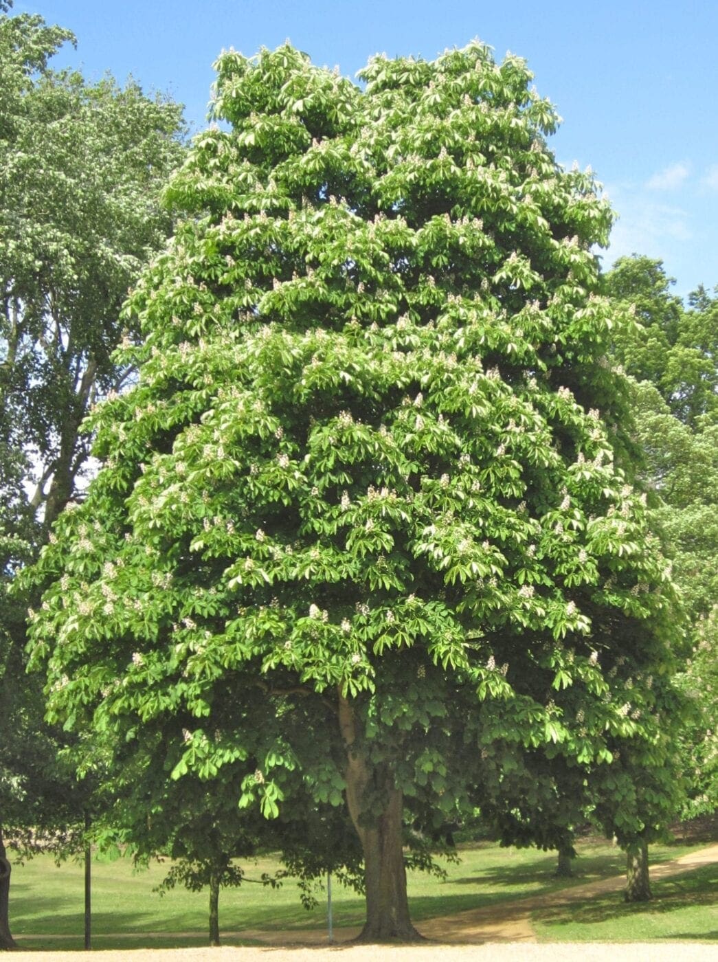 Horse Chestnut tree
