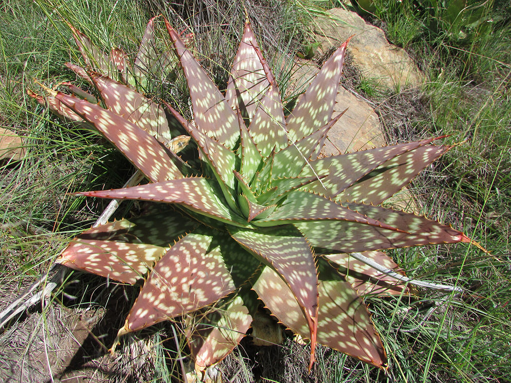 Soap Aloe plant
