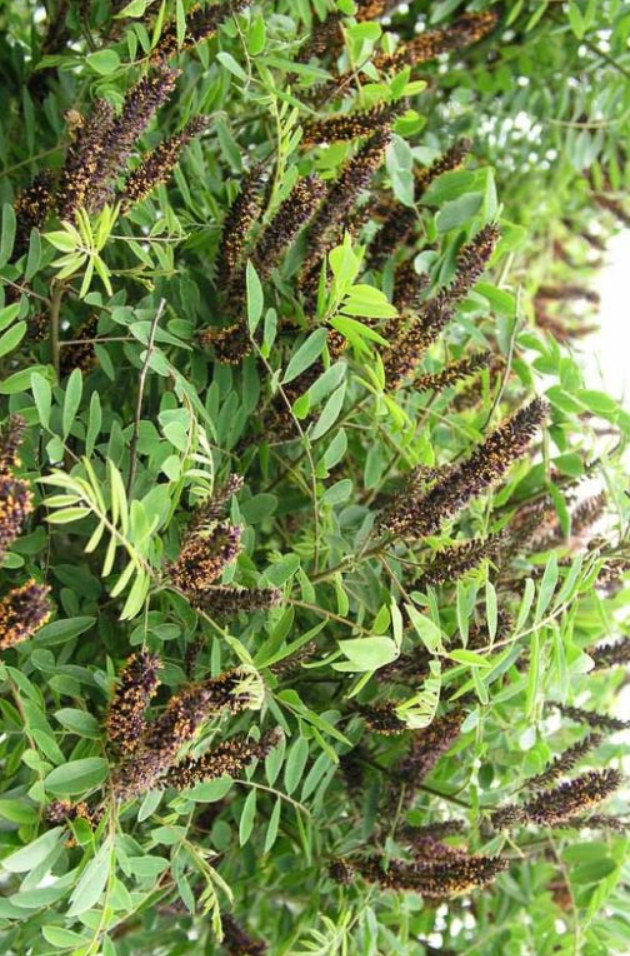 False Indigo Bush tree