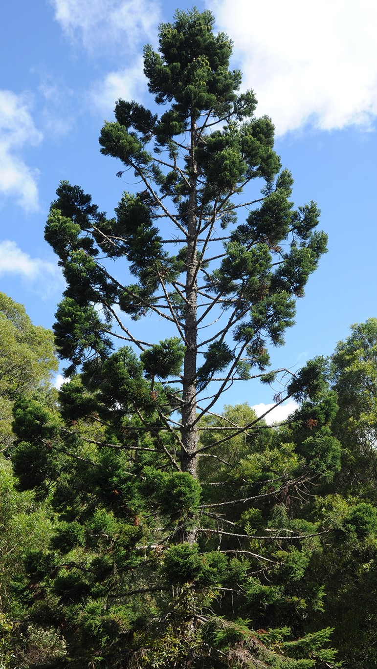 Hoop Pine tree