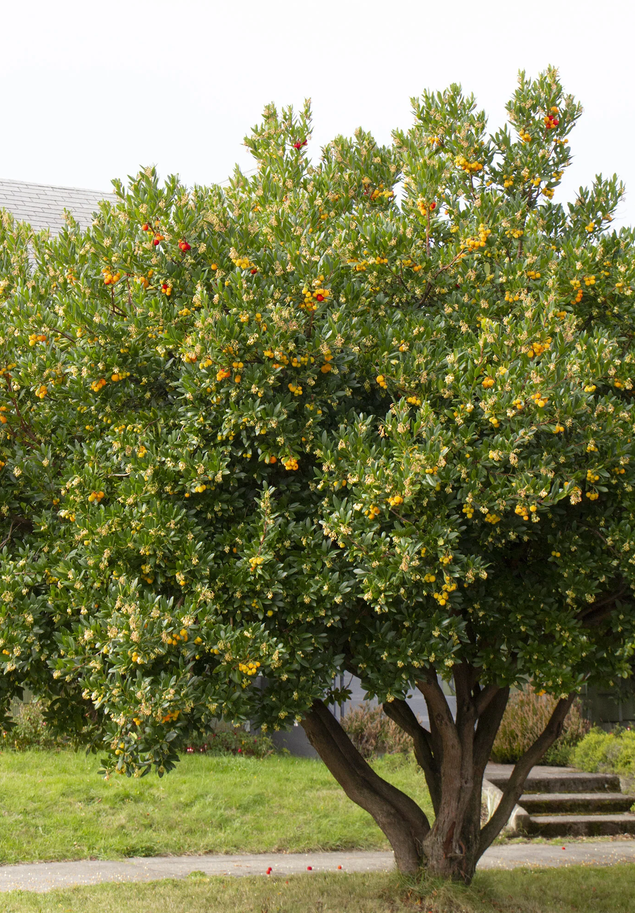 Strawberry Tree tree