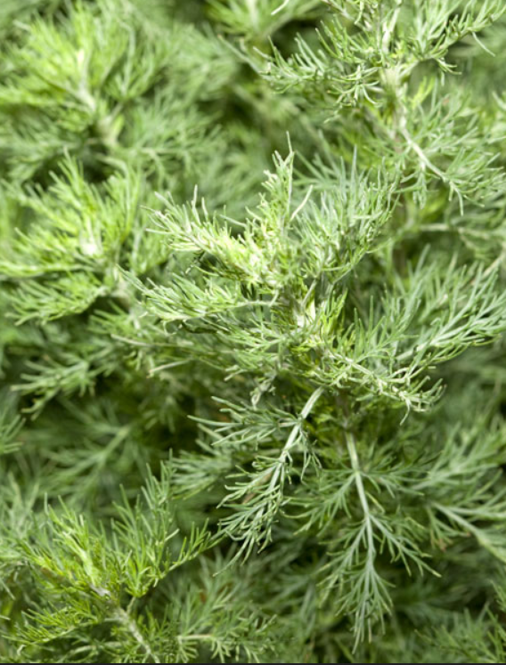 Southernwood plant