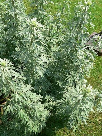 Wormwood plant