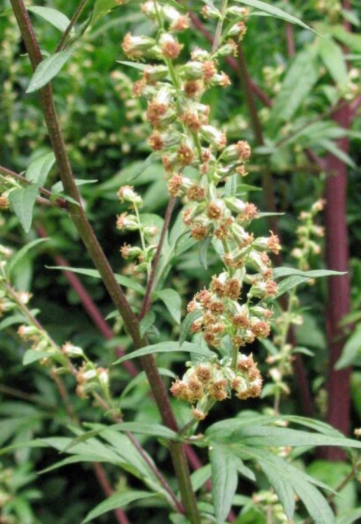 Mugwort plant