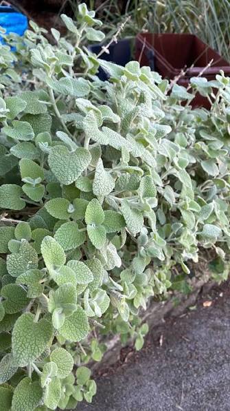 Hairy Horehound plant