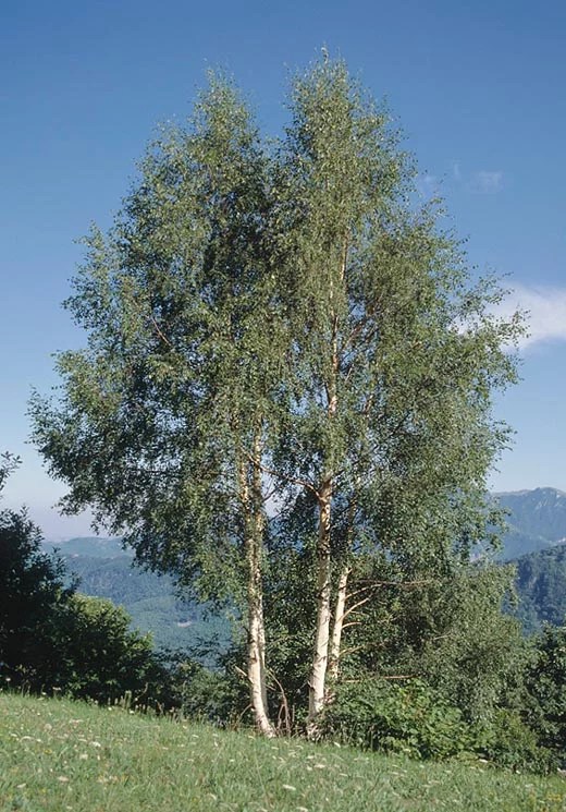 Silver Birch tree