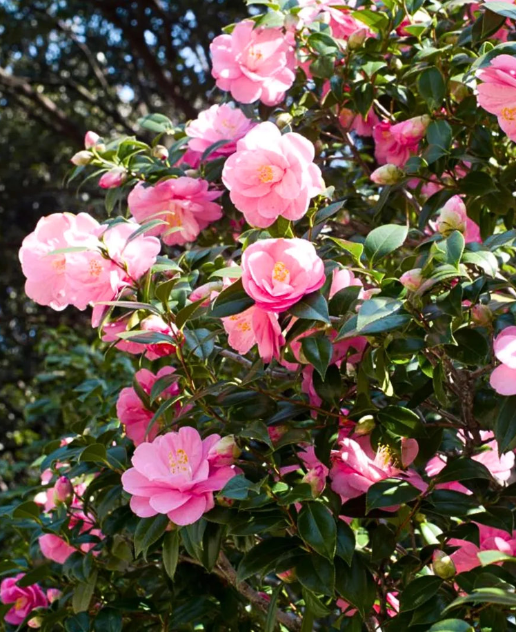 Japanese Camellia tree