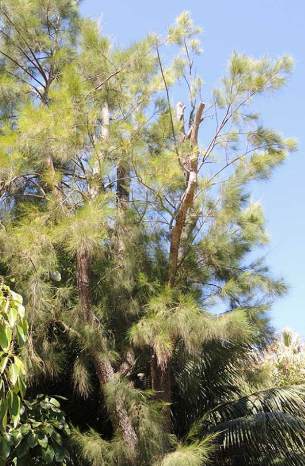 Casuarina tree