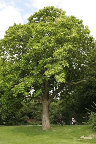 Southern Catalpa tree