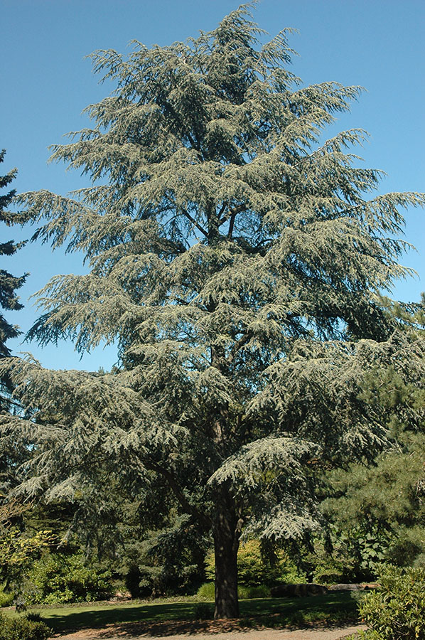 Atlas Cedar tree