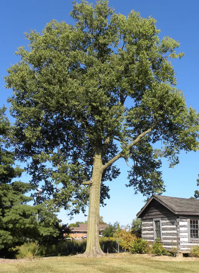 European Hackberry tree