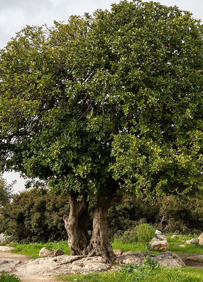 Carob tree