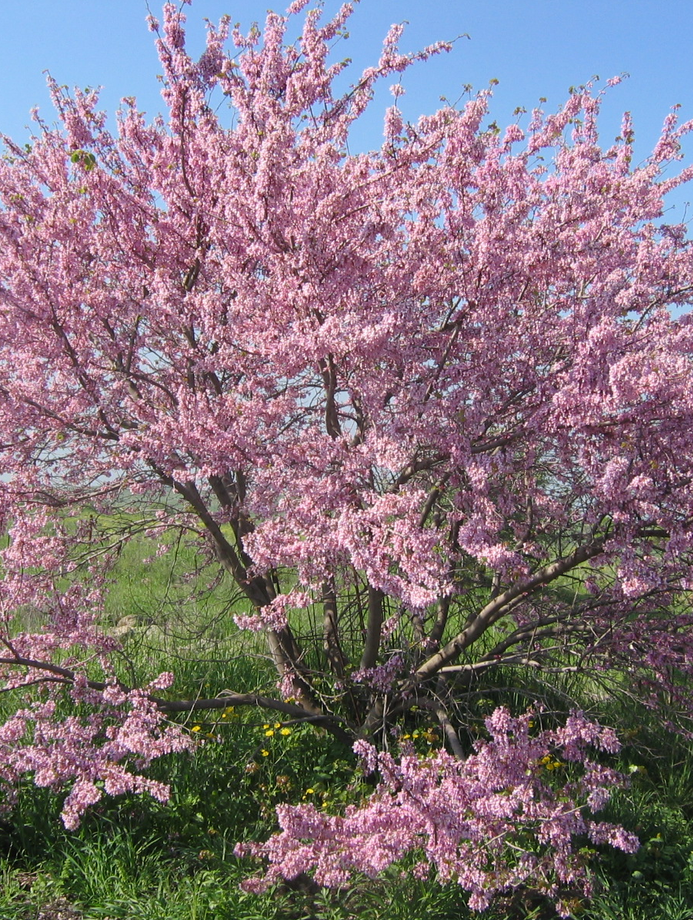 Judas Tree tree