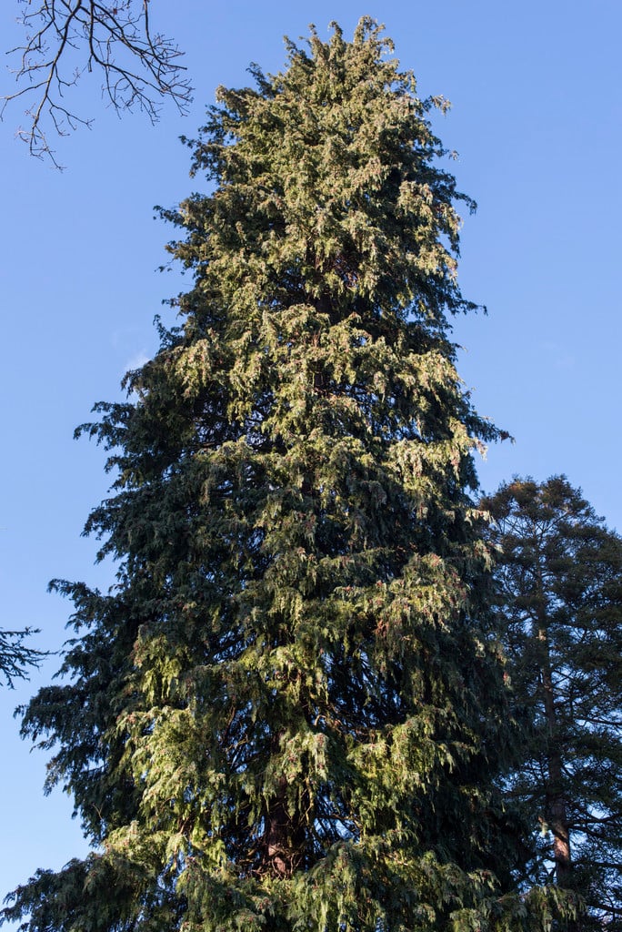 Lawson Cypress tree
