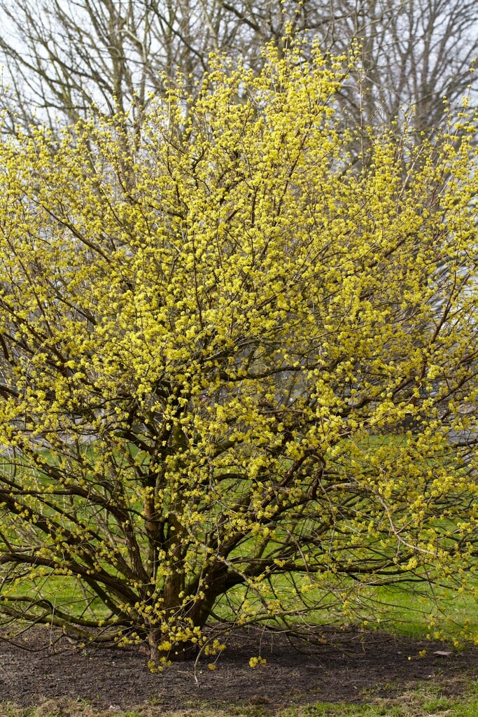 Cornelian Cherry tree