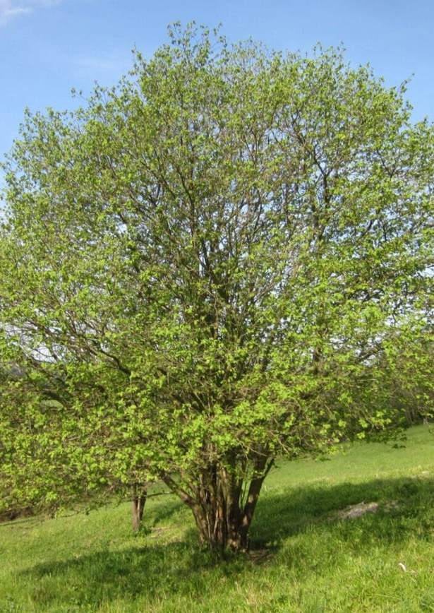 Common Hazel tree
