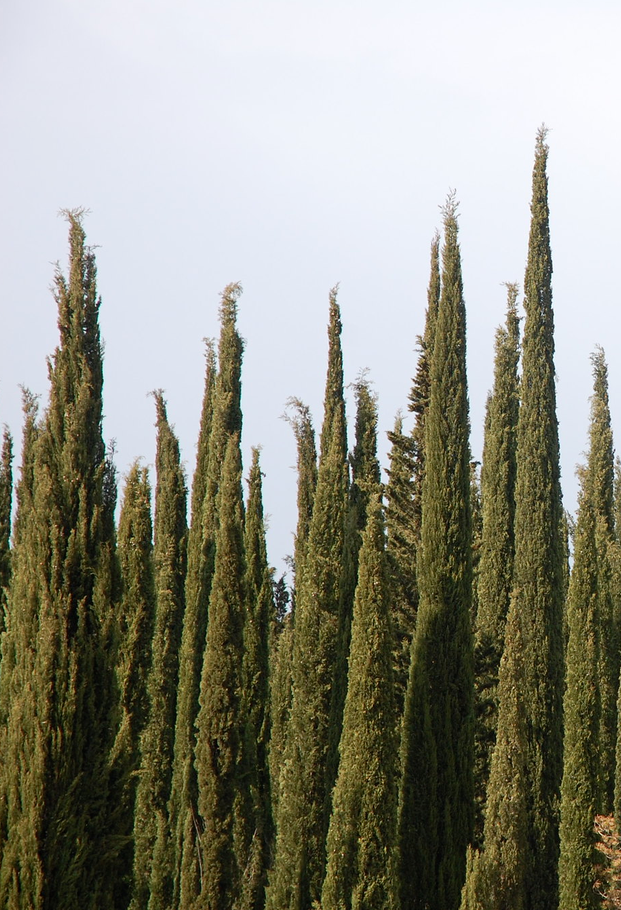 Mediterranean Cypress tree