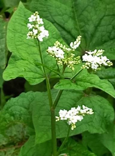 Perennial Buckwheat plant