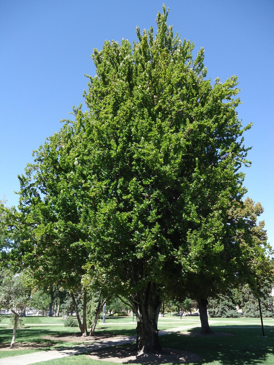 European Beech tree