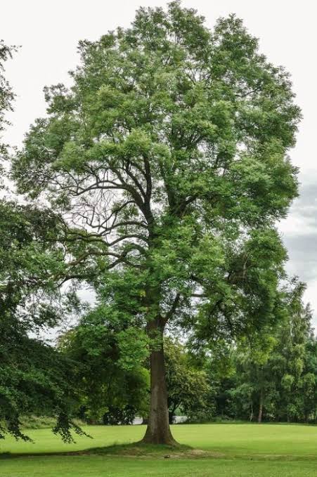 European Ash tree