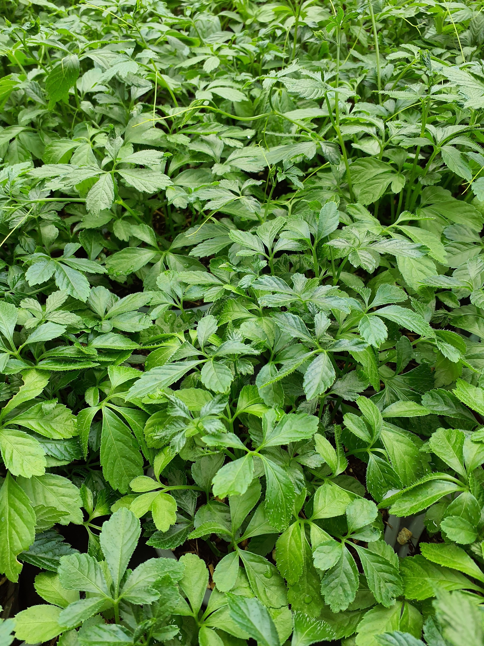 Jiaogulan plant