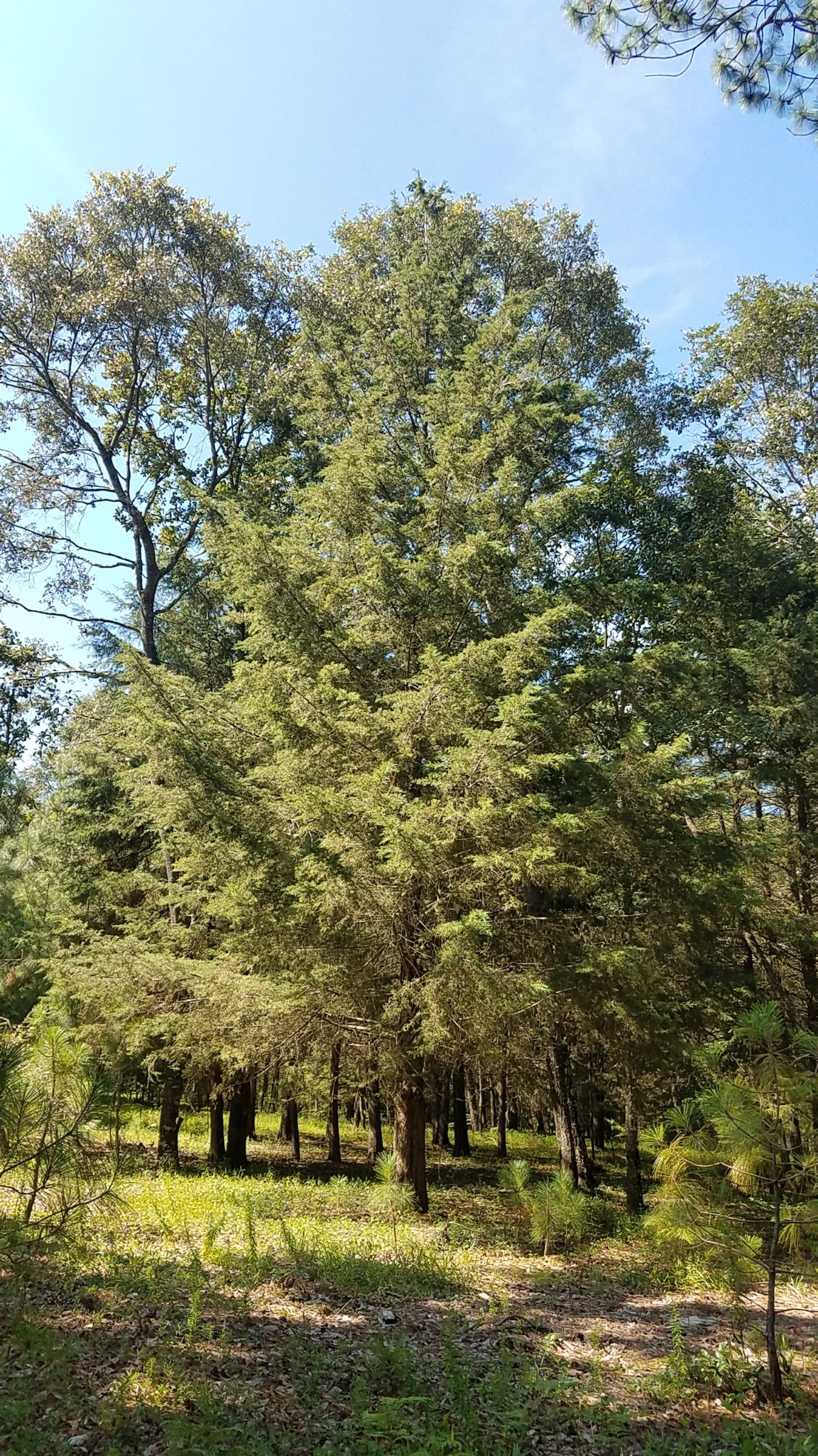 Mexican Cypress tree