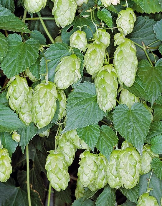 Brewer’s Hops plant