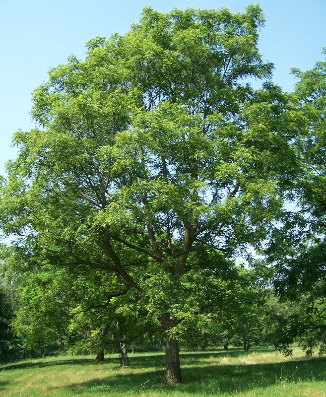 European Walnut tree