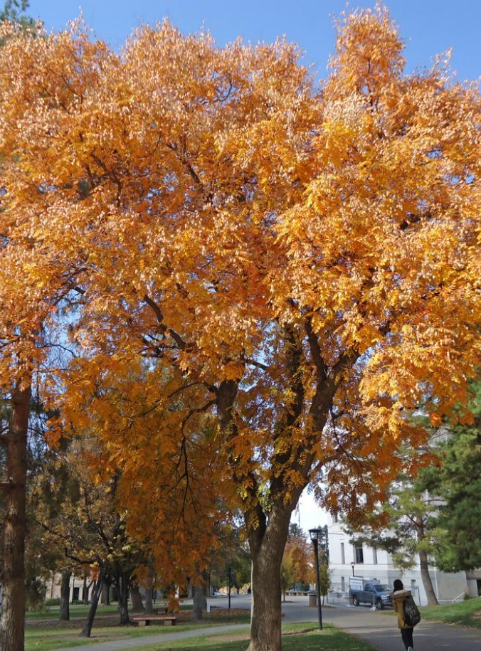 Golden Rain Tree tree
