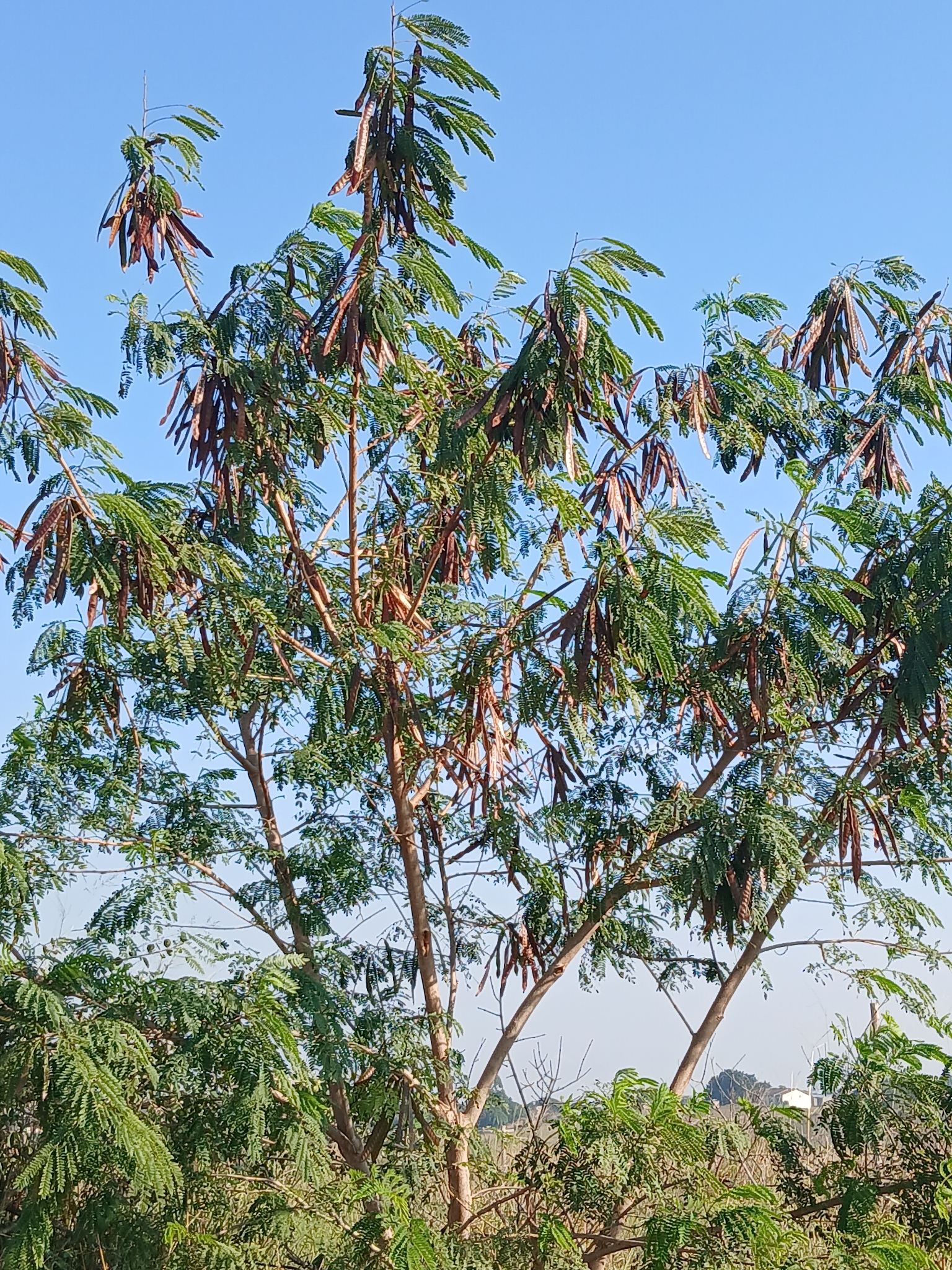 Lead Tree tree