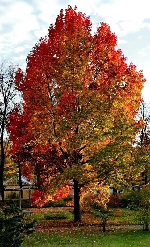 Sweetgum tree