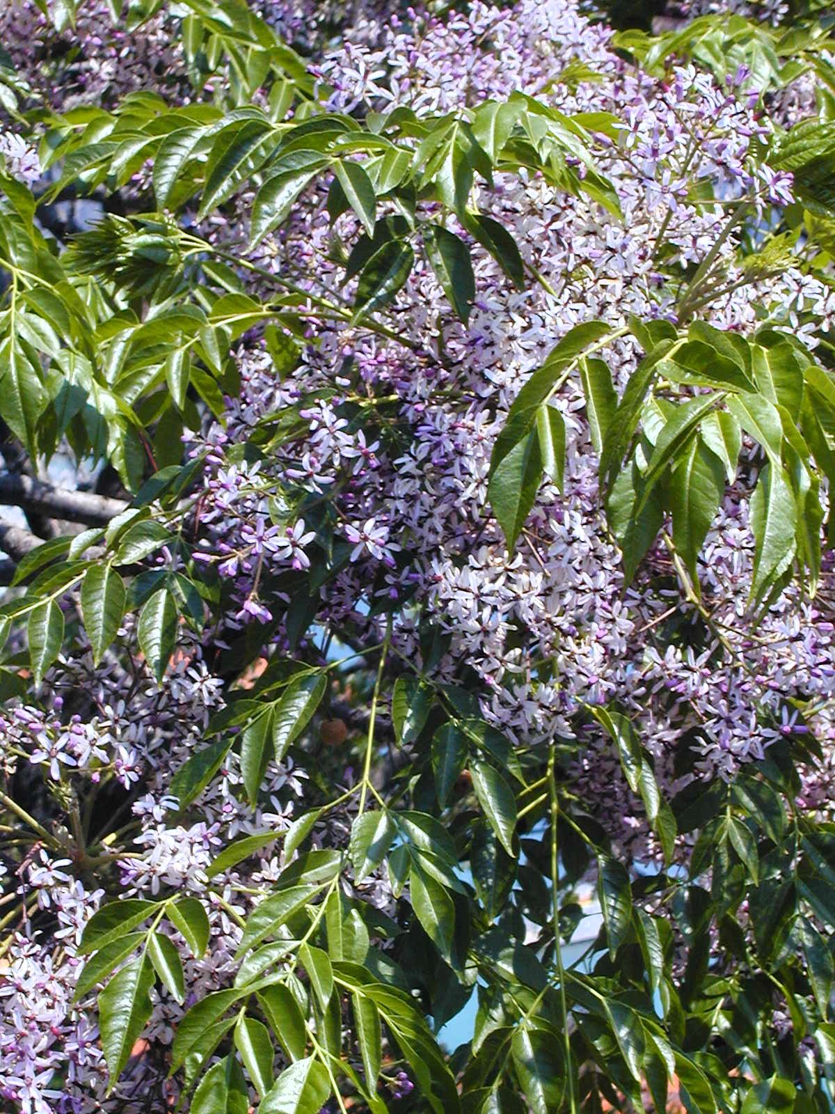 Persian Lilac tree