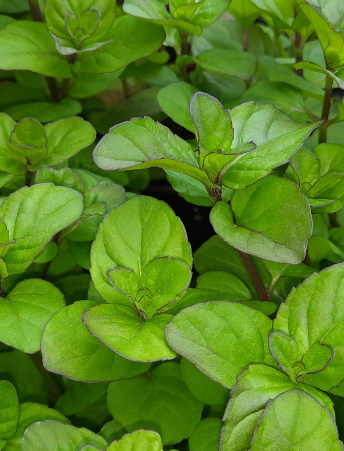 Orange Mint plant
