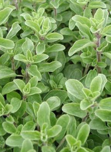 Oregano plant