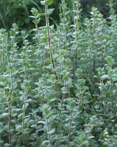 Syrian Oregano plant