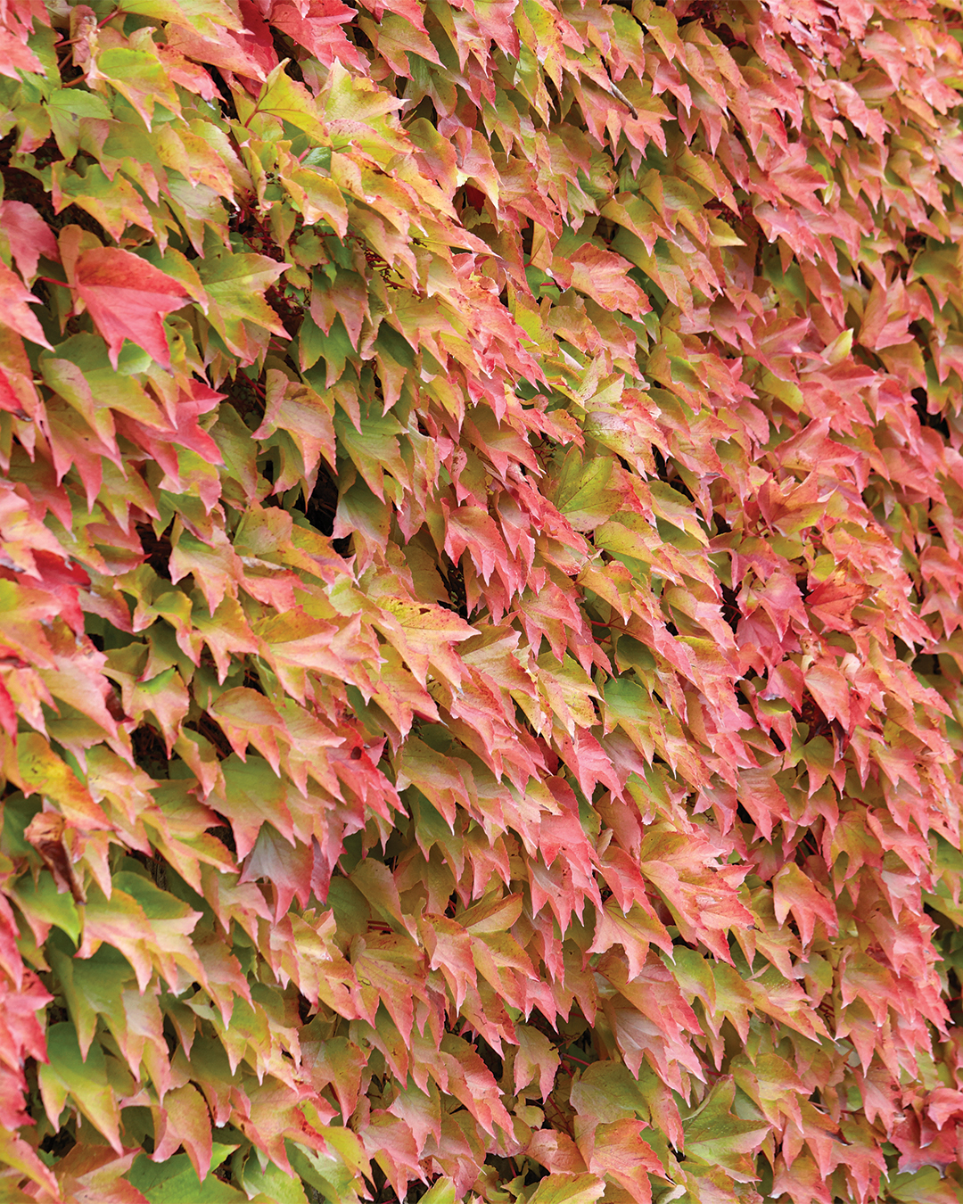 Boston Ivy tree