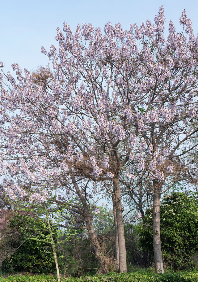 Empress Tree tree