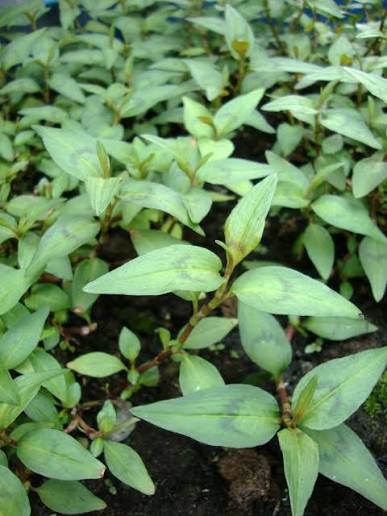 Vietnamese Coriander plant