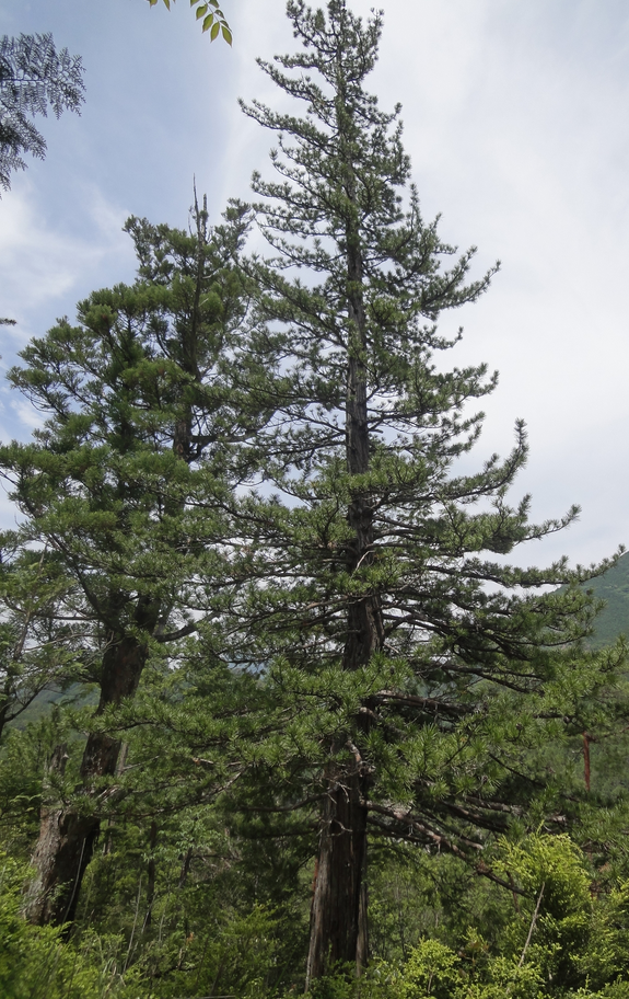 Stone Pine tree