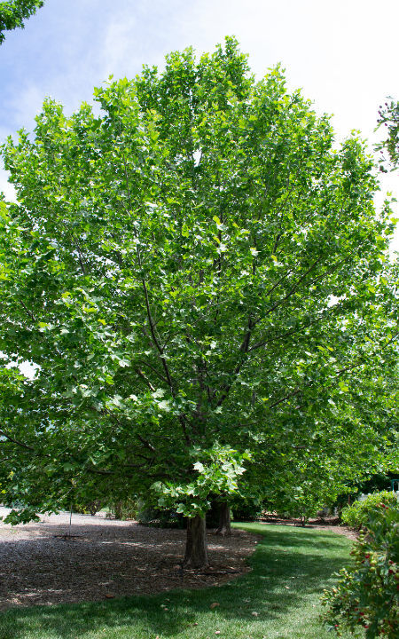 London Plane tree