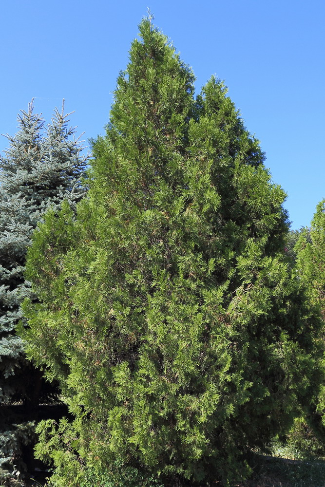Oriental Arborvitae tree